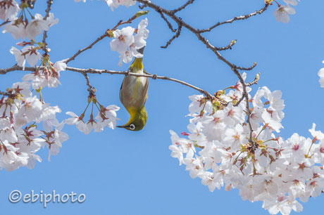 鳥の海