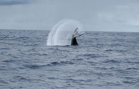 rincon, puerto rico, whale watching