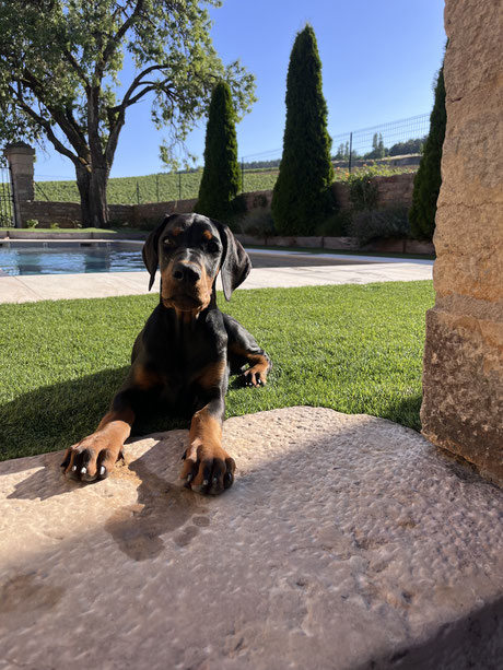 Alba Della Guardia Nera - 3 mois