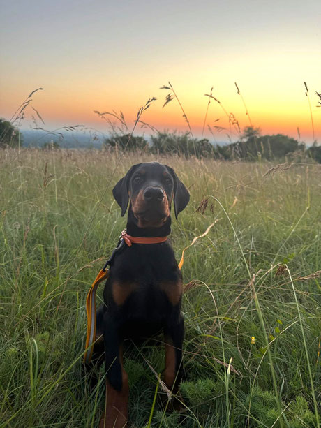 Athos Della Guardia Nera - 3 mois
