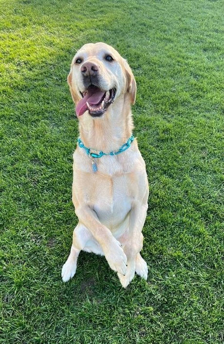 Trainingserfolge bei Labrador-Hündin Cora: Das Team der Hundeschule Bello Fantastico schult die Hündin um und reduziert erfolgreich Jagdpassion sowie Angstprobleme.