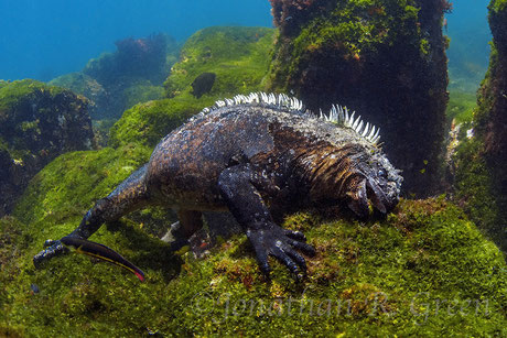 Marine iguana feeding under water in Cape Douglas on the Galapagos Islands