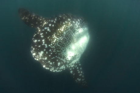 Sunfish swimming by in Punte Vicente Roca, Galapagos