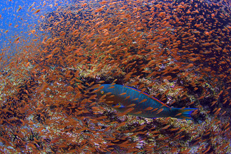 Papageien fish surrounded by a big school of little fish while diving in Cousin's Rock, Galapagos, © Galapagos Shark Diving