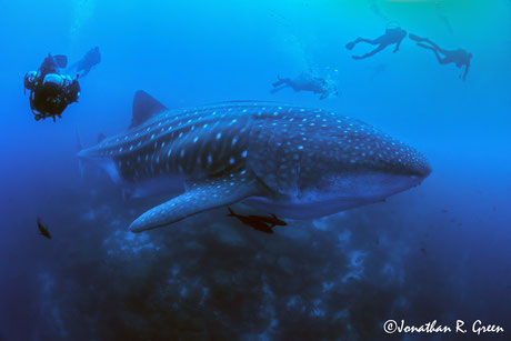 Massive female Whale Sharks and 3 scuba divers swim behind the shark and look tiny compared to the Whale Shark