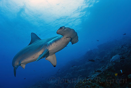 Close encounter with a hammerhead shark while diving in Galapagos, © Galapagos Shark Diving