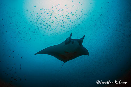 Solitary manta ray gliding through the blue ocean with a school of small fish in the background, highlighting underwater biodiversity and marine life.