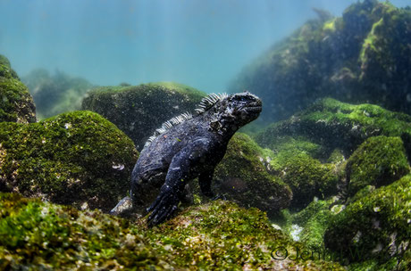 Marine iguana feeding under water in Cape Douglas on the Galapagos Islands