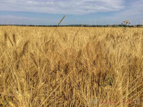 Plaine céréalière du Haut-Poitou, avant la moisson d'un champ de blé à Blaslay