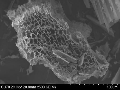 Abbildung: REM-Aufnahme von Pflanzenkohle aus Rebenwurzelstöcken. Quelle: Delinat-Institut