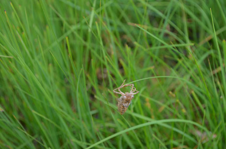 Exuvie, Torf-Mosaikjungfer, Aeshna Juncea