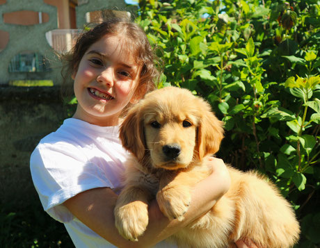 Cucciolata di Golden Retriever dell'allevamento GOLDENFLAME a Torino in Piemonte