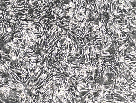MFS-SN4 light microscope image