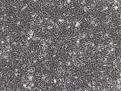 uLMS-SN2 Light microscopic image