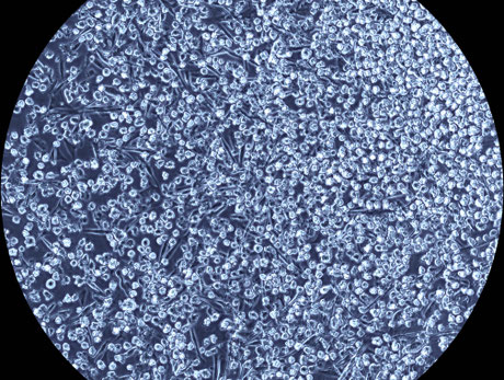 CCS-SN1 Light microscopic image (10x magnification)