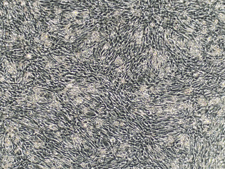 UPS-SN5 Light microscopic image