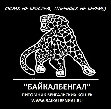 BAIKALBENGAL Cattery, Russia