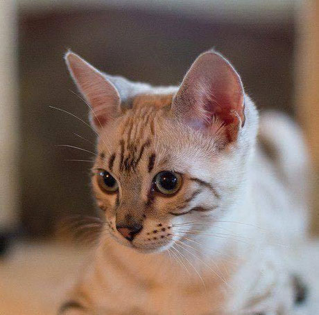 BERIOSKA Bengal Cattery
