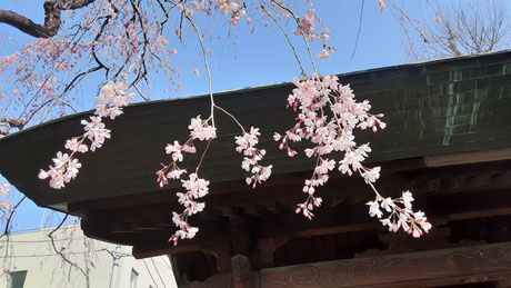 馬込 長遠寺の枝垂桜 2022/03/21撮影