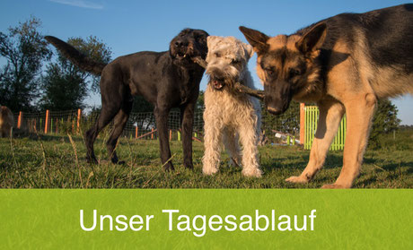 Der Tagesablauf bei Franks Hundeherberge