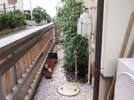 雨水浸透枡の近くの植栽は水やり不要