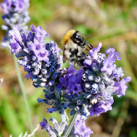 Bourdon sur lavande / Bumblebee on lavender flower / Photo de Crystal Jones