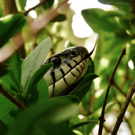 Couleuvre / Grass snake / Photo de Crystal Jones