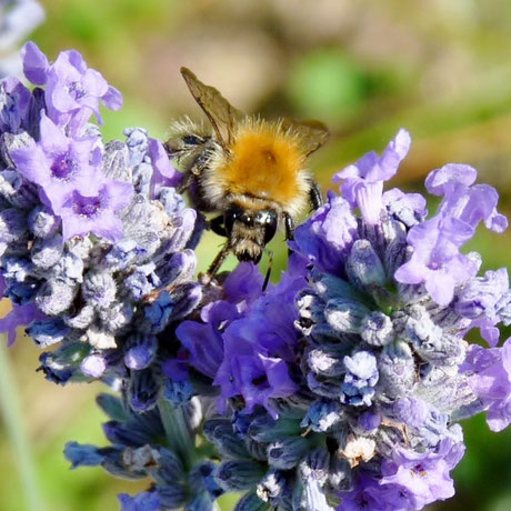 Bourdon sur lavande / Bumblebee on lavender flower / Photo de Crystal Jones