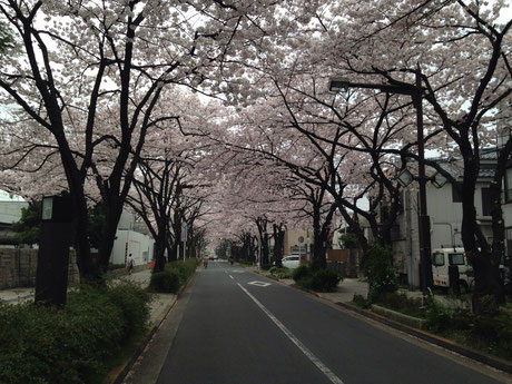 4月１日の桜