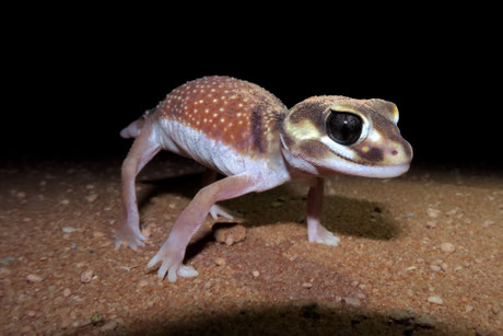 Western smooth knob-tailed gecko.