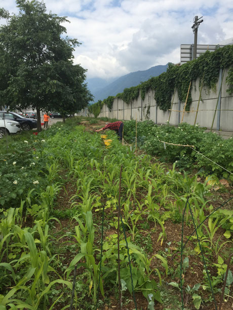 Orto sperimentale a Locarno-30 maggio 2020