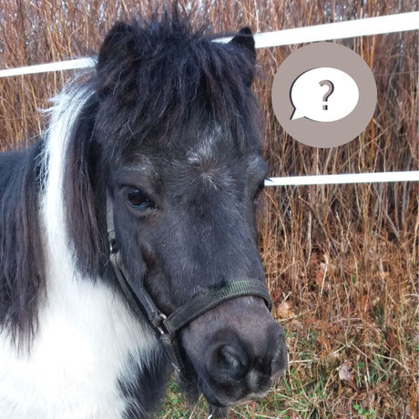 Hochsensibilität bei Tieren, Tierheilpraktikerin Birte Kommeroh, Schleswig Holstein
