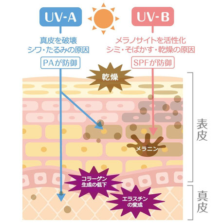 紫外線によるたるみ・シワ・シミの影響