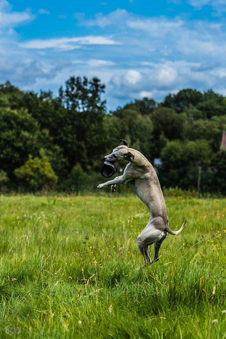 Cocker Spaniel - Border Collie - Hund - Hundefotografie