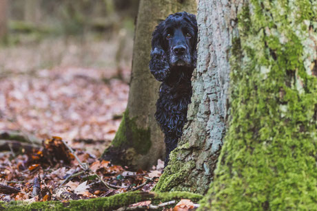 Jari - Whippet - Welpe - Hund - Hundefotografie