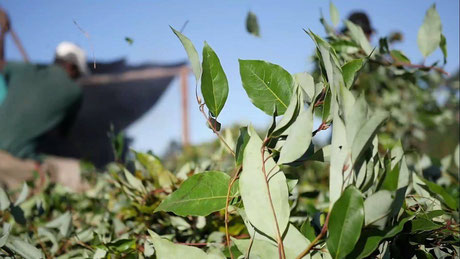 Picture of Leaves ravinstara from Betsara