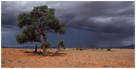 Acacia erioloba de Namibie