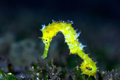 Seahorse histrix at goa dive site, padang bai from Nusa Penida