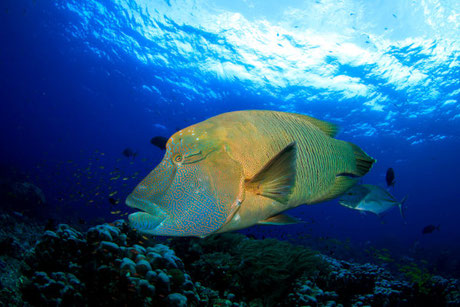 Napoleon wrasse during a dive at Nusa Penida