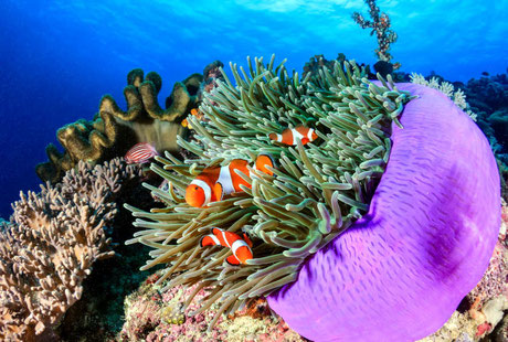 Nusa Lembongan Bay dive site description with clown fishes