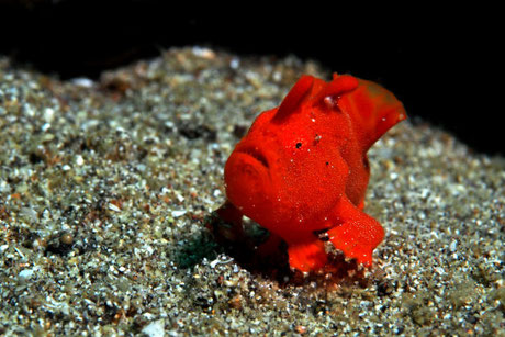 Frogfish at Secret patch dive site from Nusa Penida