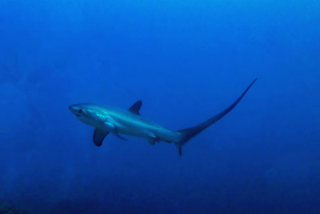 Nusa Penida Batu Mulapan diving with Thresher shark