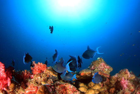 Redtooth triggerfish diving at Nusa Penida