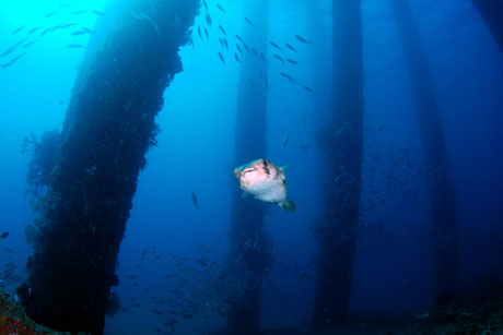 Padang Bai, Jetty dive site from Nusa Penida