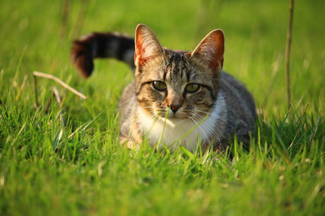 grau-weiße Katze im Gras