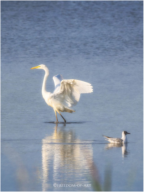 Silberreiher (Ardea alba)