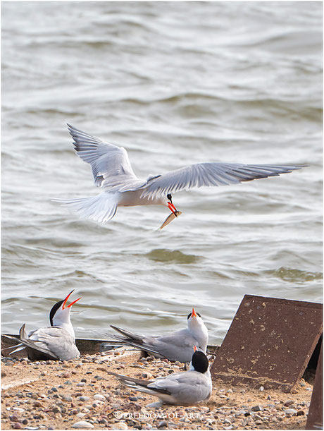 Flussseeschwalben (Sterna hirundo)