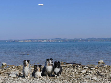 die A B C Shelties - Amor, Bella, BlueBoy u.Cheeky samt Zeppelin am Bodensee