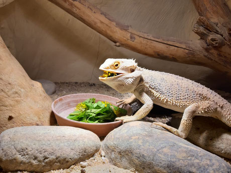 Pogona Vitticeps - Waldviertler Reptilien Zucht : Lizard lounge