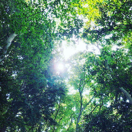 歩いて30分のところにある神社の参道で。ここは白山姫と交信できる素晴らしい場所なのです。